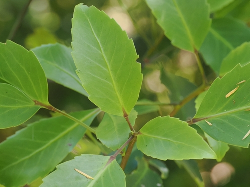 Pseudopanax gilliesii, photograph 1