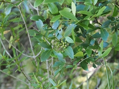 Pseudopanax gilliesii, photograph (c) Angus Campbell, some rights reserved (CC BY)
