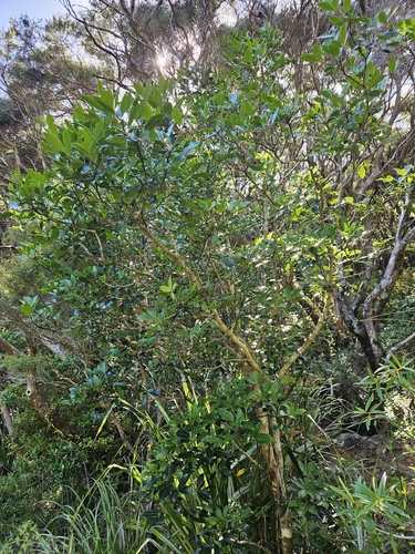Pseudopanax gilliesii, photograph 3