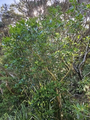 Pseudopanax gilliesii, photograph (c) Angus Campbell, some rights reserved (CC BY)