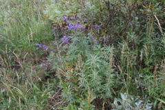 Delphinium cheilanthum