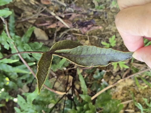 Tectaria harlandii (Tectaria harlandii)