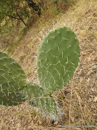 Red Prickly Pear