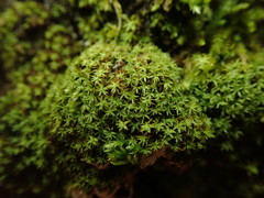 Zygodon viridissimus