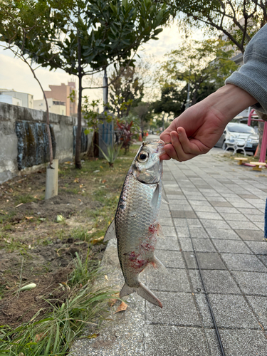 Bastard mullet (Megalops cyprinoides) — Megalopidae
