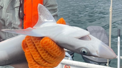 Jordans blue dogshark (Loxodon macrorhinus) — Carcharhinidae — 2