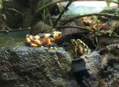 Atelopus