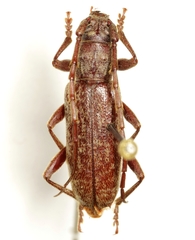 Parelaphidion incertum
