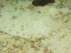 Pardachirus marmoratus