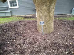 Ulmus glabra camperdownii