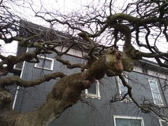 Ulmus glabra camperdownii