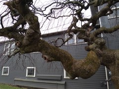 Ulmus glabra camperdownii