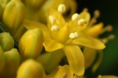 Bulbinella rossii