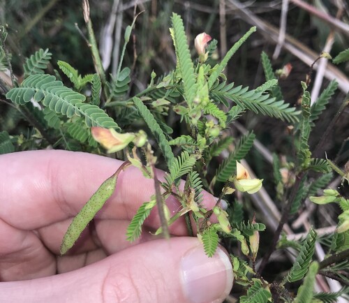 Indian Jointvetch (Aeschynomene indica)