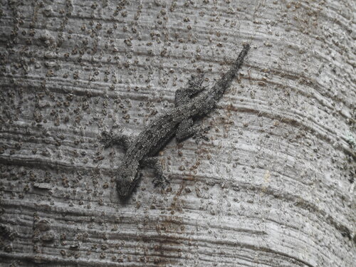 Hemidactylus platyurus