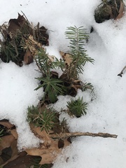 Taxus canadensis