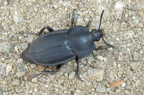 Obscure Carrion Beetle