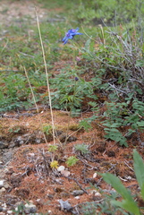 Delphinium chamissonis