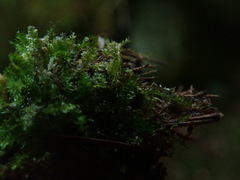 Plagiothecium denticulatum