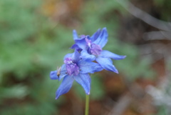 Delphinium chamissonis