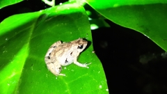 Microhyla palmipes