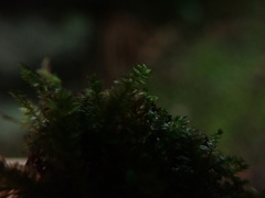 Plagiothecium denticulatum