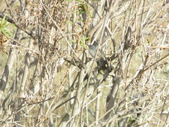 Polioptila californica