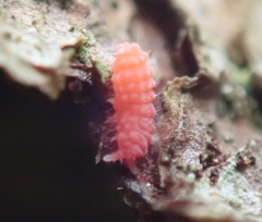 Bilobella braunerae