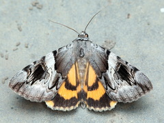 Catocala fulminea