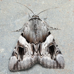 Catocala fulminea