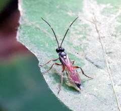 Vulgichneumon diminutus