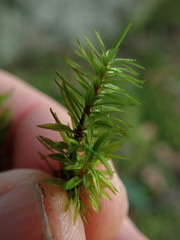 Timmia austriaca