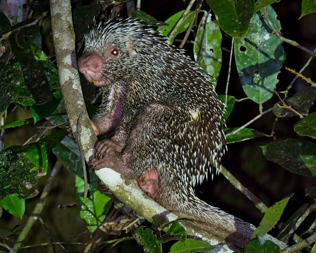Amazonian Long-Tailed Porcupine