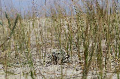 Carex colchica, photograph 6
