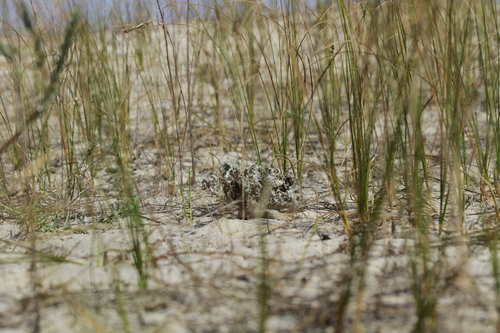 Carex colchica, photograph 5