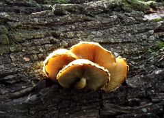 Pholiota
