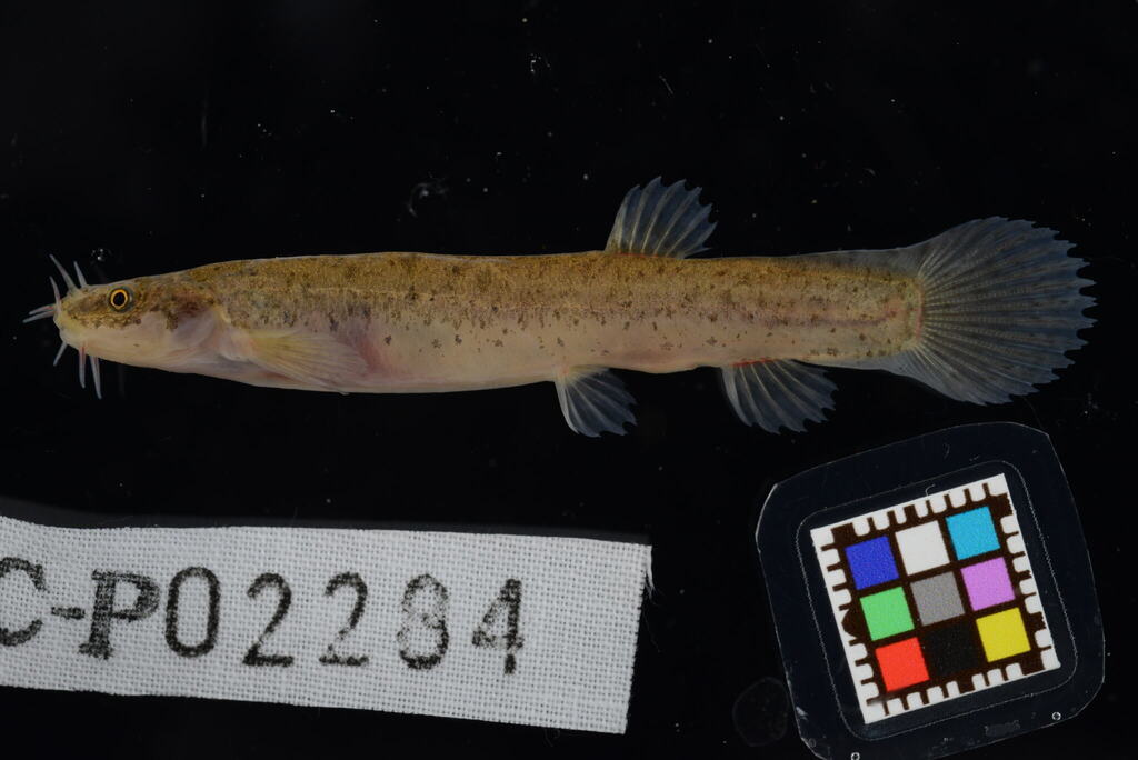 Eightbarbel loach (Lefua echigonia) — Nemacheilidae