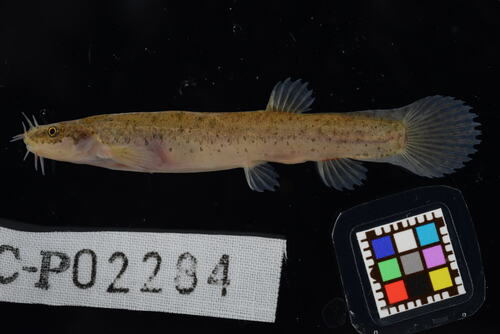 Eightbarbel loach (Lefua echigonia) — Nemacheilidae