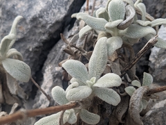 Sideritis cypria, photograph (c) Marios Thoma, some rights reserved (CC BY)