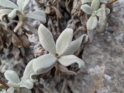 Sideritis cypria, photograph 5