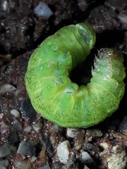 Phlogophora meticulosa