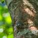 Neotropical Pygmy Squirrel - Photo (c) Eric Carpenter, some rights reserved (CC BY-NC), uploaded by Eric Carpenter
