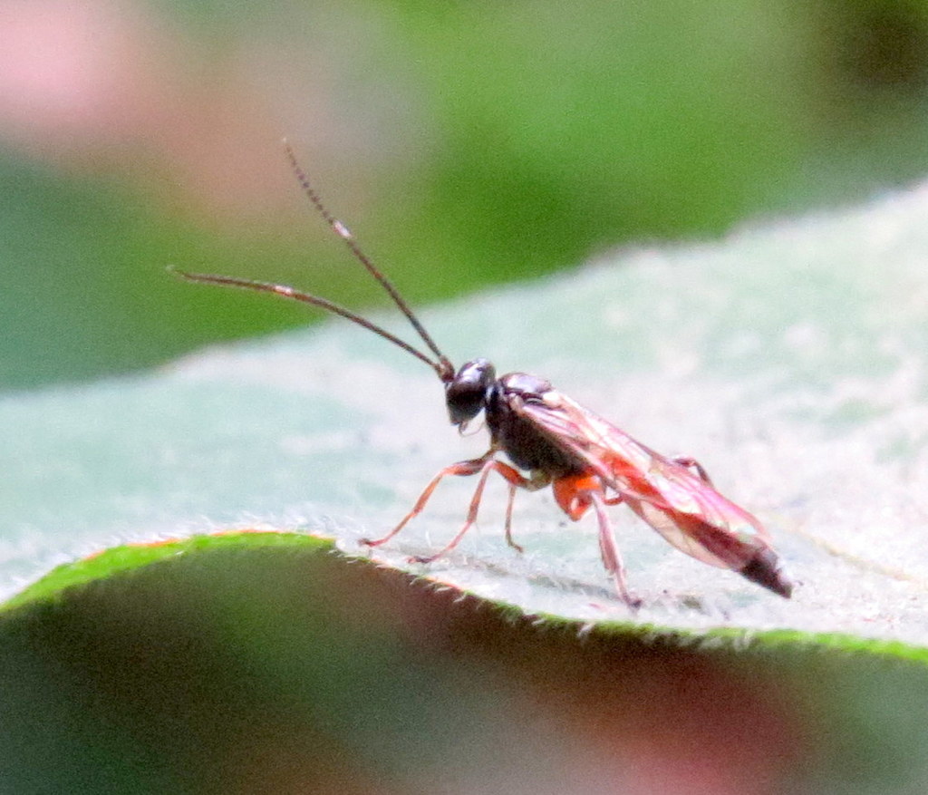 Parasitoid wasp