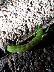 Phlogophora meticulosa