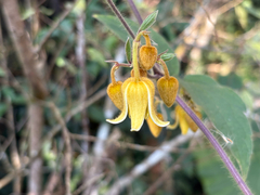 Clematis leschenaultiana