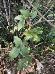 Clematis leschenaultiana, photograph (c) 黃美滿, some rights reserved (CC BY)
