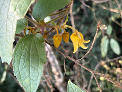 Clematis leschenaultiana, photograph (c) 黃美滿, some rights reserved (CC BY)