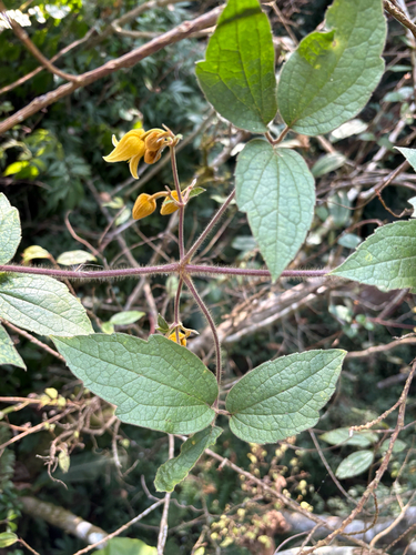 Clematis leschenaultiana, photograph 1