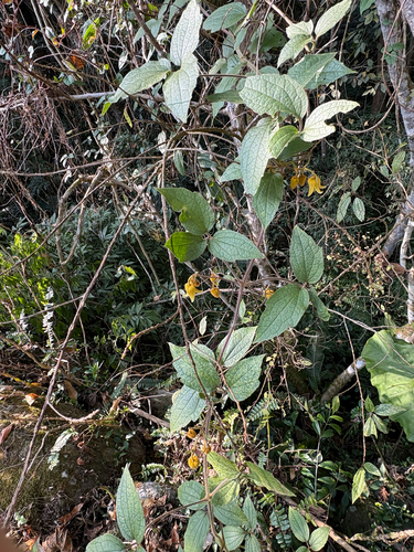 Clematis leschenaultiana, photograph 3