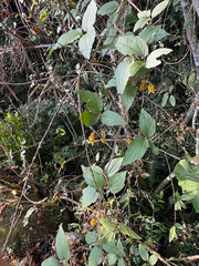Clematis leschenaultiana, photograph (c) 黃美滿, some rights reserved (CC BY)